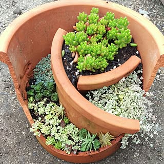 多肉植物 陶器鉢のおしゃれなアレンジ 飾り方のインテリア実例 Roomclip ルームクリップ
