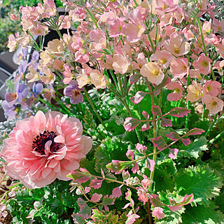 アンアリス/花のある暮らし/ベランダ/お花が好き/お花のある暮らし...などのインテリア実例 - 2020-03-18 20:18:37