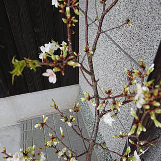 玄関/入り口/白い桜のインテリア実例 - 2019-03-20 14:19:04