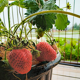 キッチン/鉢植え/植物のある暮らし/いちご栽培/ベランダ菜園...などのインテリア実例 - 2022-05-27 07:07:05