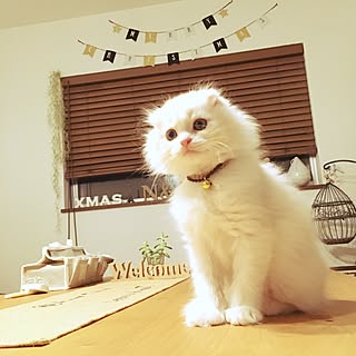 机/ねこのいる日常/みなさんのいつも参考にしてます‼/いつもいいねやコメありがとうございます♡/みなさんの素敵なインテリアに癒されてます...などのインテリア実例 - 2016-11-18 19:15:39