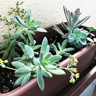 多肉植物 ツキトジのおしゃれなアレンジ 飾り方のインテリア実例 Roomclip ルームクリップ 多肉植物 ツキトジのおしゃれなアレンジ 飾り方のインテリア実例 Roomclip ルームクリップ
