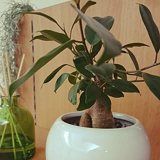 植物/日替わり投稿企画!木曜日/ガジュマル/いなざうるす屋さん/無印良品...などのインテリア実例 - 2017-05-19 01:20:01