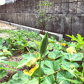 家庭菜園記録/家庭菜園/家庭菜園初心者/裏庭/オクラ収穫...などのインテリア実例 - 2020-08-04 21:09:40