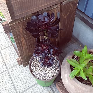 玄関/入り口/多肉植物/多肉 初心者/多肉/多肉植物♡...などのインテリア実例 - 2014-05-25 17:54:46