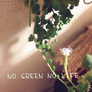 リビング/プラントハンガー/NO GREEN NO LIFE/多肉植物/グリーンネックレス...などのインテリア実例 - 2015-01-26 00:08:03