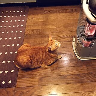 キッチン/ストーブにやかん/ねこのいる日常/猫のいる暮らしのインテリア実例 - 2016-12-29 09:42:49