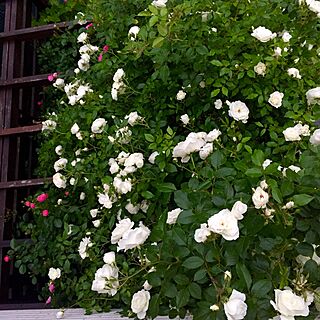 玄関/入り口/パーゴラ/ベランダからの景色/ベランダ/薔薇が好き...などのインテリア実例 - 2016-05-11 18:56:12