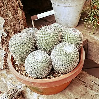 玄関/入り口/サボテン/多肉植物/植物/フローラ黒田園芸のインテリア実例 - 2014-11-28 10:56:03