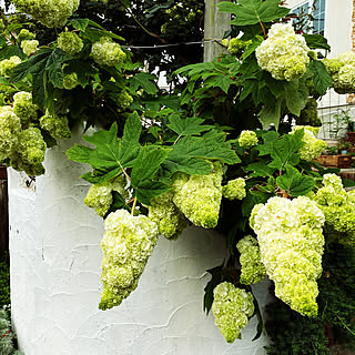 カシワバアジサイ/ミックススタイル/植物のある暮らし/おうち時間/窓辺のグリーン...などのインテリア実例 - 2021-05-22 08:24:29