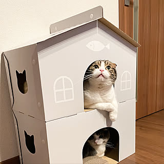 ダンボール 猫ハウスのおしゃれなアレンジ 飾り方のインテリア実例 Roomclip ルームクリップ