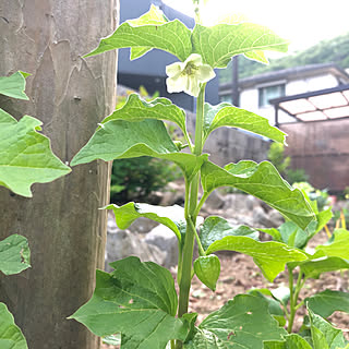 ほおずき/ほおずきの花/庭/季節の花/季節を感じる暮らし...などのインテリア実例 - 2021-05-16 19:44:39