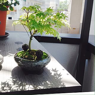 アイデア植木盆栽家の室内玄関の小さい置物の机の微景観