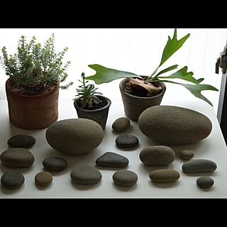 棚/植物/石のインテリア実例 - 2013-05-10 11:15:44