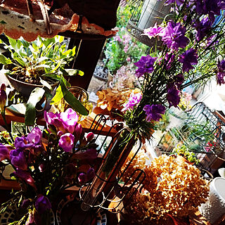 棚/庭のお花/春のお花/ふるいものが好き/花のある暮らし...などのインテリア実例 - 2020-04-09 07:29:40
