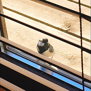 玄関/入り口/ブラインド/小鳥/ウッドデッキ/最近、良く来る小鳥ちゃん♪のインテリア実例 - 2018-10-28 09:05:22