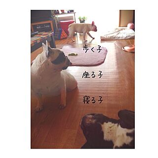 リビング/フレンチブルドッグ/愛犬のインテリア実例 - 2015-08-17 10:38:06