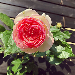 薔薇/バラ/バラの庭/ばら好き/四季咲きバラ...などのインテリア実例 - 2019-06-06 13:07:43