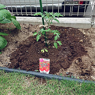 玄関/入り口/家庭菜園/ミニトマト栽培/夏野菜植え付け/成長が楽しみ...などのインテリア実例 - 2022-04-28 10:42:34