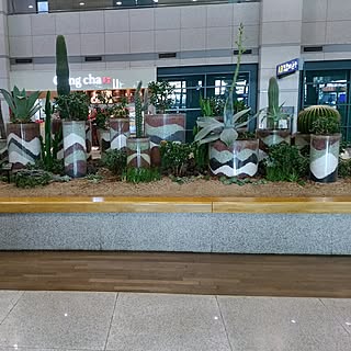 家じゃなくてごめんなさい/旅行先にて/韓国/仁川空港/多肉植物のインテリア実例 - 2016-11-25 15:51:21