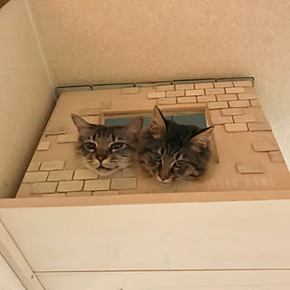 ベッド周り/キャットハウスDIY/ねこが好き/ねこと暮らすのインテリア実例 - 2018-02-22 18:32:43