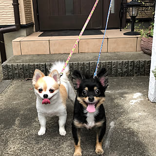 ポメチー♡/愛犬と暮らす家/いいね、フォロー本当に感謝です♡/感謝｡.:*ฺ✤ฺ/見て頂きありがとうございます♡...などのインテリア実例 - 2020-11-10 18:20:46