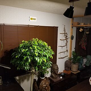 壁/天井/ledシーリングライト/木が好き/自然素材が好き/観葉植物のある暮らし...などのインテリア実例 - 2023-12-29 17:34:05