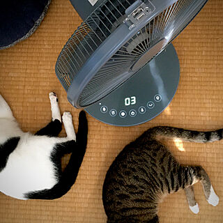 モダンな和室/寝室の扇風機/扇風機・サーキュレーター/ネコが好き/ネコのいる暮らし...などのインテリア実例 - 2020-08-14 08:06:53