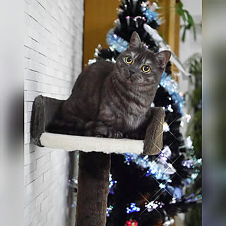 リビング/クリスマス/Xmasツリー/猫/猫のいる日常...などのインテリア実例 - 2018-11-06 10:16:36