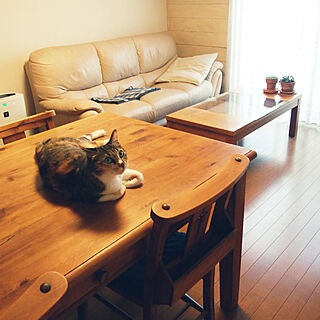 机/テーブル/ねこのいる日常/いいね！ありがとうございます◡̈♥︎/猫と暮らす。...などのインテリア実例 - 2019-06-23 18:07:13