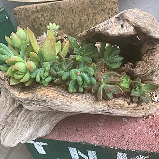 流木に多肉植物をディスプレイ/流木に多肉/流木/多肉寄せ植え/多肉...などのインテリア実例 - 2021-12-10 15:01:16