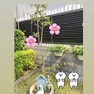 マンション管理の庭にサルスベリ/サルスベリの花❣️/お花のある暮らし/良いね、コメント有難う^_^/お庭のライトアップ癒されます...などのインテリア実例 - 2021-06-04 13:16:12