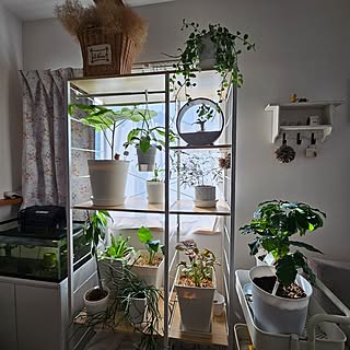 棚/癒し/観葉植物/観葉植物のある暮らし/金魚とメダカのシェアハウス...などのインテリア実例 - 2023-09-19 09:21:59