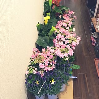 玄関/入り口/母の日/植物/草花のインテリア実例 - 2017-05-12 18:20:56
