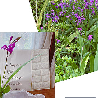 花瓶/庭/紫蘭/ガーデン雑貨/お花のある暮らし...などのインテリア実例 - 2021-04-27 13:45:38