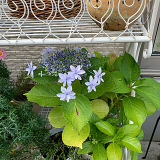 紫陽花/ガーデン雑貨/花のある暮らしを目指す/植物のある暮らし/お花が好き...などのインテリア実例 - 2021-06-09 17:49:53