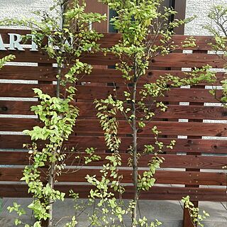 玄関/入り口/DIY/木製フェンスのインテリア実例 - 2016-05-09 21:52:05