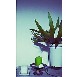 棚/夜/スピーカーの上/植物のある部屋/植物...などのインテリア実例 - 2015-04-18 00:36:37