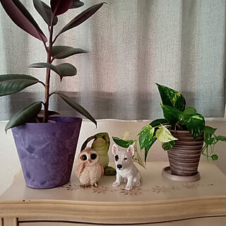 壁/天井/Marioちゃんのお部屋/植替え完了/観葉植物のある暮らし/観葉植物のある部屋...などのインテリア実例 - 2022-10-01 13:40:45