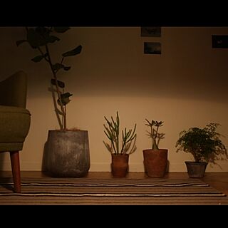 壁/天井/ライティング/植物のインテリア実例 - 2013-04-29 23:27:33