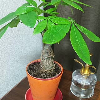 机/観葉植物　のインテリア実例 - 2013-12-15 21:20:07