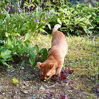 ガーデニング/花のある暮らし/猫のいる暮らし/山野草/庭...などのインテリア実例 - 2017-05-14 21:19:05