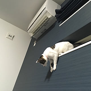 くつろぎ空間/ねこと暮らす。/猫/ベッド周りのインテリア実例 - 2019-10-28 21:10:21