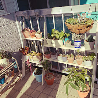 ガーデニングDIY/succulent plants/succulent/多肉植物棚/多肉植物...などのインテリア実例 - 2022-12-08 18:59:56