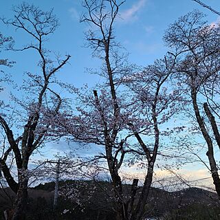 部屋全体/さくら/平屋暮らし/私の癒し/植物のある暮らし...などのインテリア実例 - 2023-03-24 19:01:55