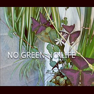 壁/天井/NO GREEN NO LIFE/植物/green/爽やかも、なんかエロいも好き♡...などのインテリア実例 - 2016-07-18 20:00:18