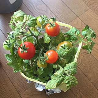 水耕栽培トマトのインテリア実例 - 2017-06-23 15:38:31