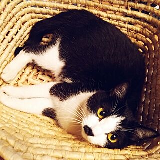 部屋全体/カゴ/バスケット/にゃんこ/ねこ...などのインテリア実例 - 2015-06-09 15:02:44