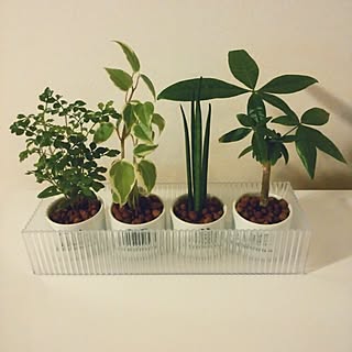 棚/観葉植物ビギナー/観葉植物のインテリア実例 - 2015-06-15 14:17:06