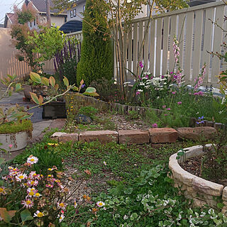 庭/てづくりの庭/手作り花壇/植物のある暮らし/スモークツリー...などのインテリア実例 - 2020-05-25 20:56:45